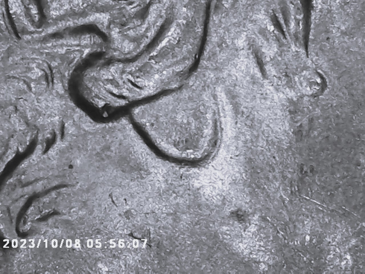 2022-P-Quarter-